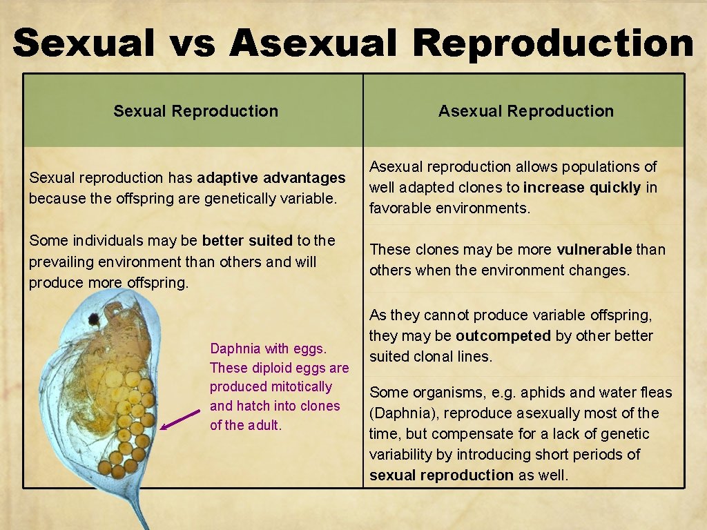 Sexual vs Asexual Reproduction Sexual Reproduction Asexual Reproduction Sexual reproduction has adaptive advantages because