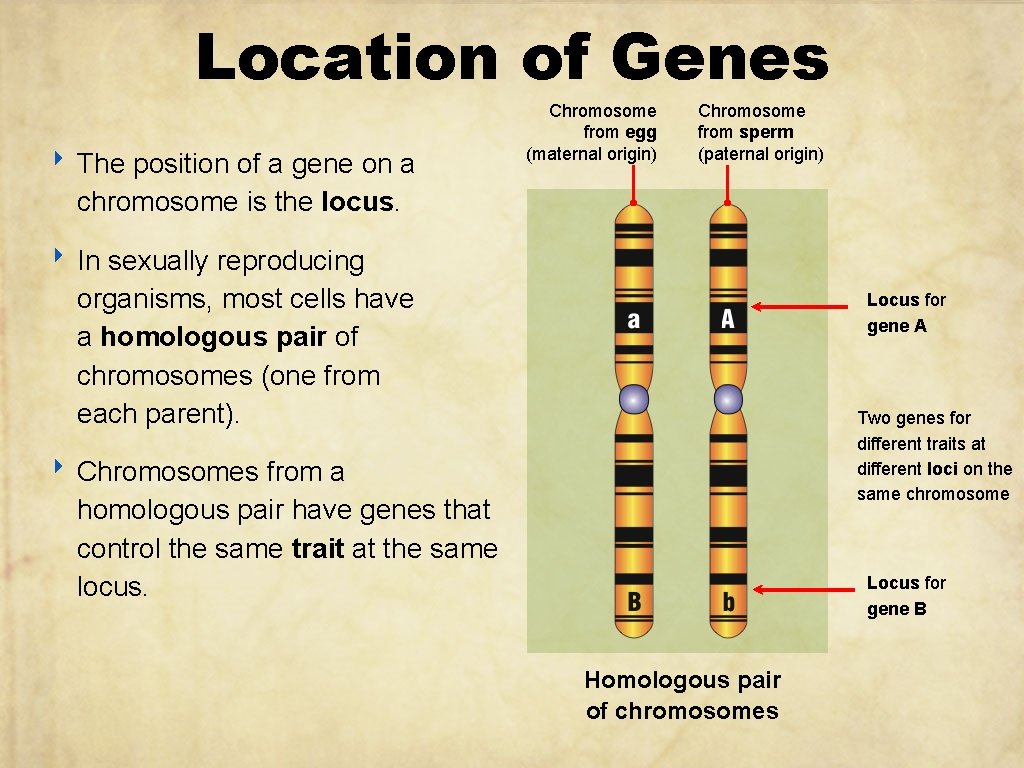 Location of Genes ‣ The position of a gene on a Chromosome from egg