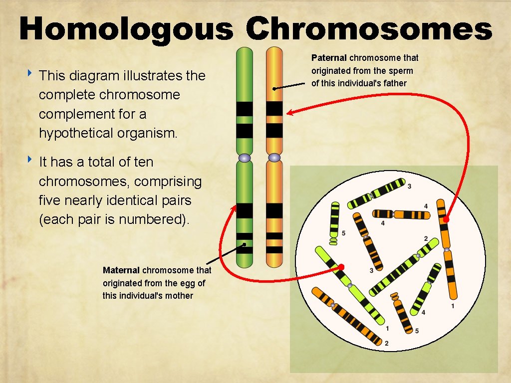 Homologous Chromosomes ‣ This diagram illustrates the complete chromosome complement for a hypothetical organism.