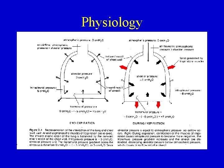 Physiology 