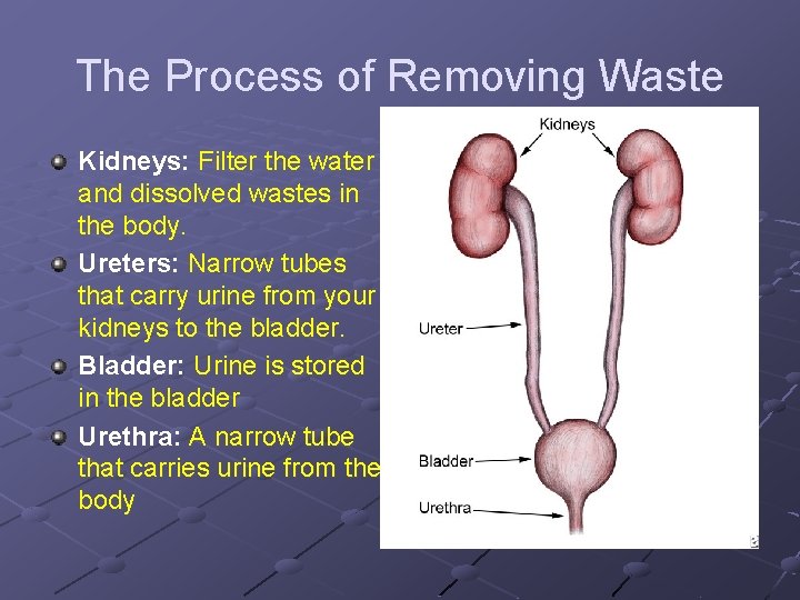 The Process of Removing Waste Kidneys: Filter the water and dissolved wastes in the