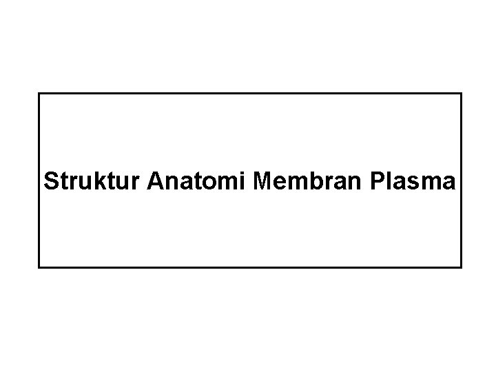Struktur Anatomi Membran Plasma 