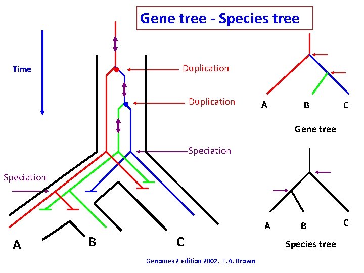 Gene tree - Species tree • Time Duplication • Duplication A B C Gene