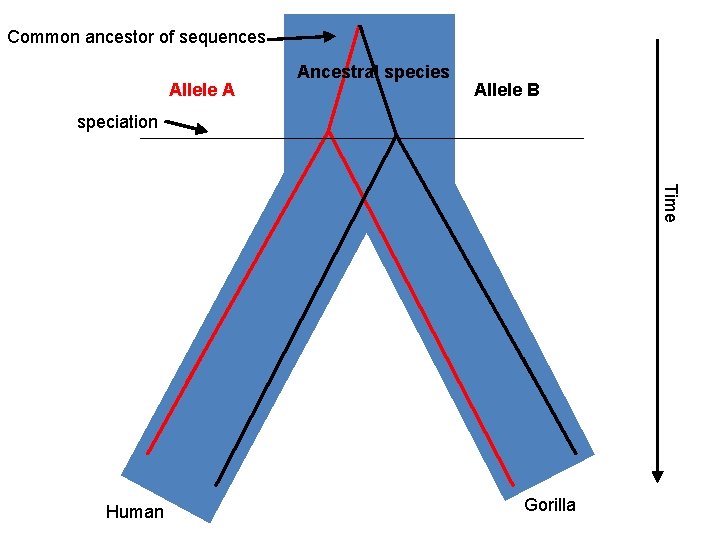 Common ancestor of sequences Allele A Ancestral species Allele B speciation Time Human Gorilla