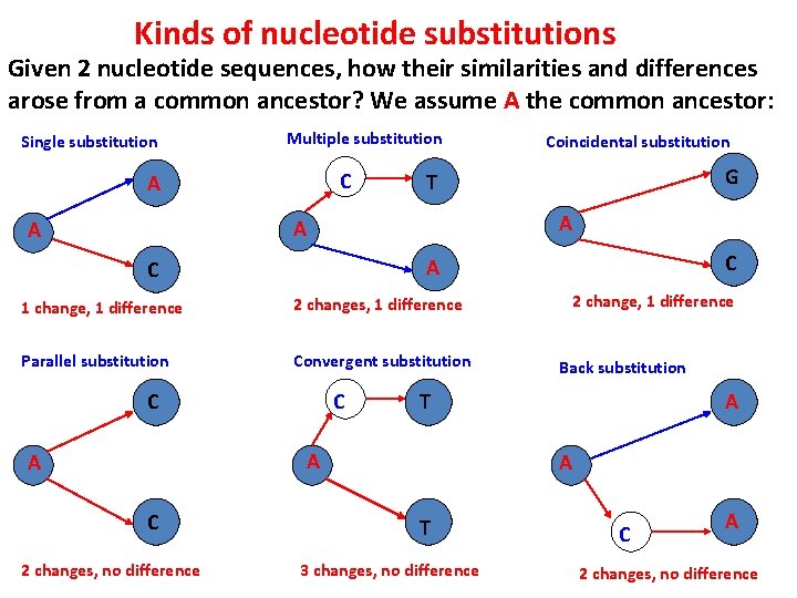 Kinds of nucleotide substitutions Given 2 nucleotide sequences, how their similarities and differences arose