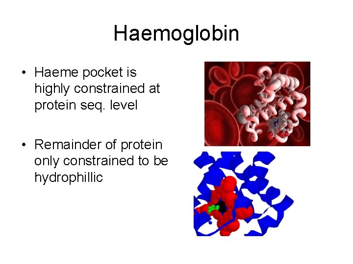 Haemoglobin • Haeme pocket is highly constrained at protein seq. level • Remainder of