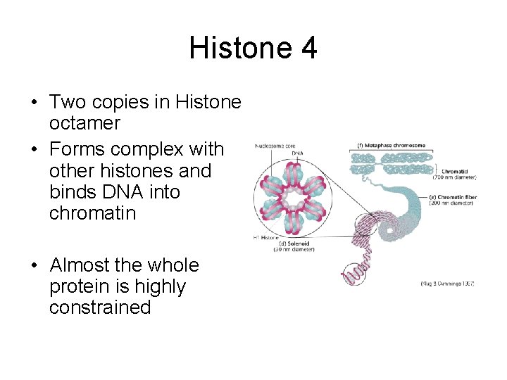 Histone 4 • Two copies in Histone octamer • Forms complex with other histones