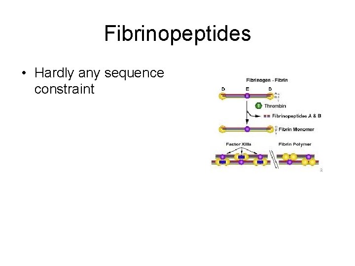 Fibrinopeptides • Hardly any sequence constraint 