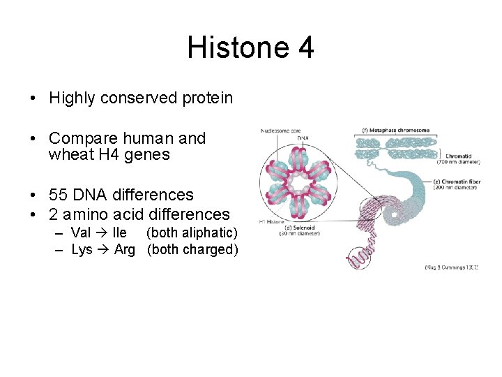 Histone 4 • Highly conserved protein • Compare human and wheat H 4 genes