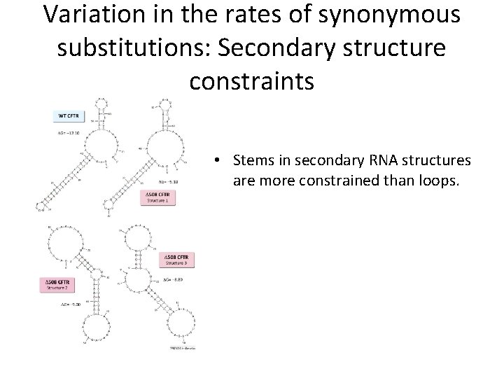 Variation in the rates of synonymous substitutions: Secondary structure constraints • Stems in secondary