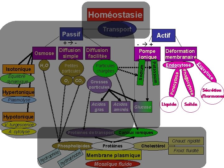 Homéostasie Transport + - Acides gras Acides aminés Glucose ytose Liquide Solide Hypotonique V: