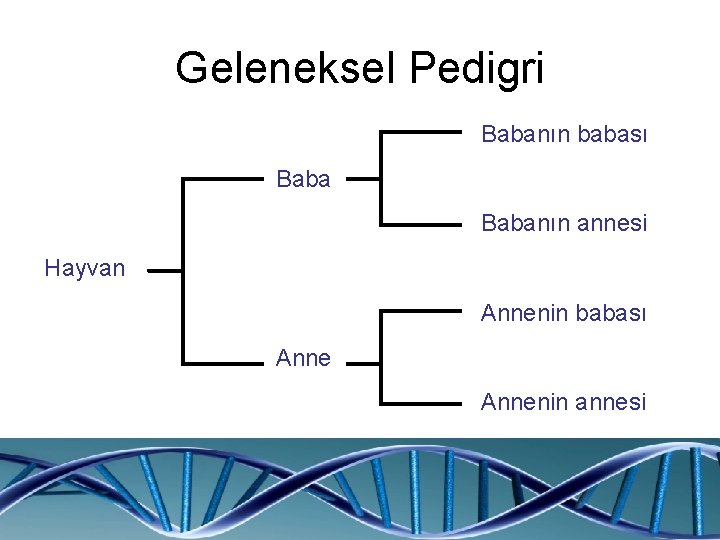 Geleneksel Pedigri Babanın babası Babanın annesi Hayvan Annenin babası Annenin annesi 