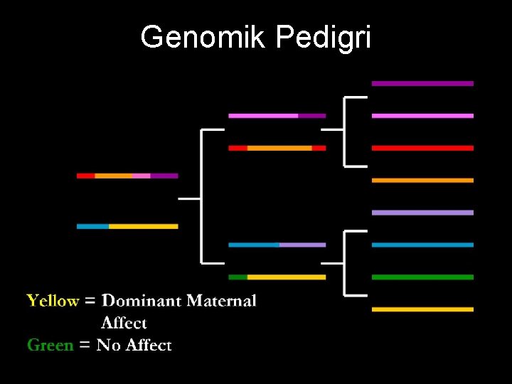 Genomik Pedigri 