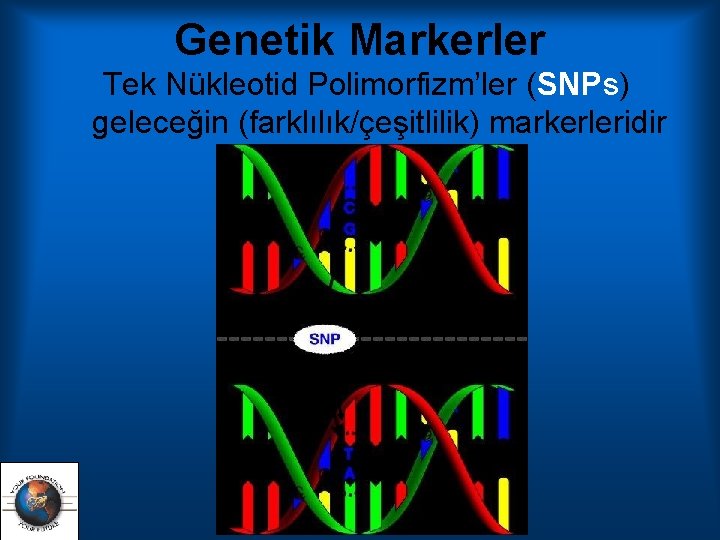 Genetik Markerler Tek Nükleotid Polimorfizm’ler (SNPs) geleceğin (farklılık/çeşitlilik) markerleridir 