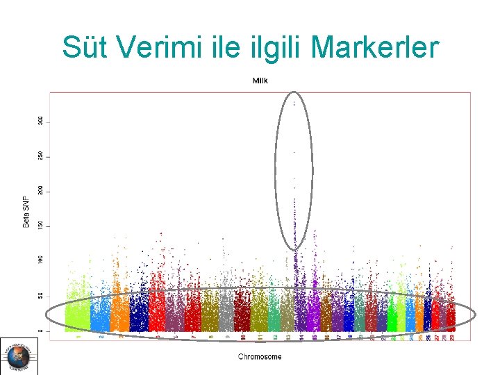 Süt Verimi ile ilgili Markerler 