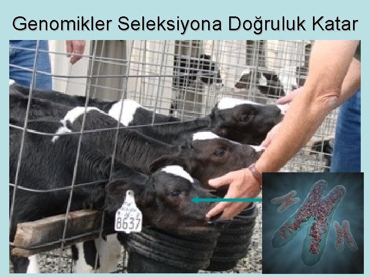 Genomikler Seleksiyona Doğruluk Katar 