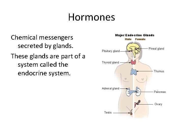 Hormones Chemical messengers secreted by glands. These glands are part of a system called