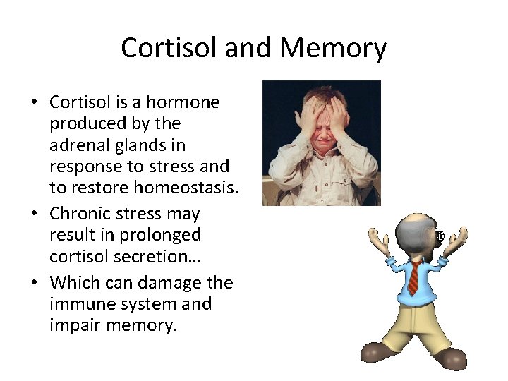 Cortisol and Memory • Cortisol is a hormone produced by the adrenal glands in