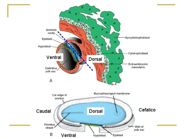 Ventral Caudal Dorsal Ventral Cefalico 