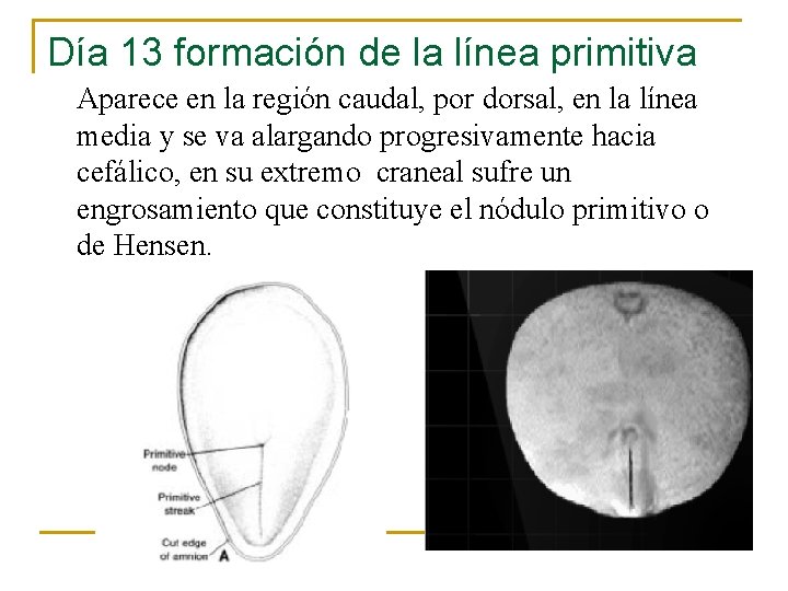 Día 13 formación de la línea primitiva Aparece en la región caudal, por dorsal,