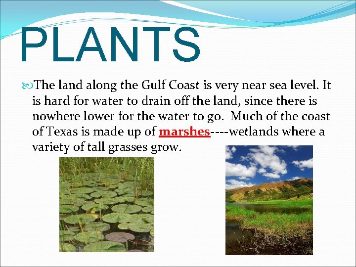 PLANTS The land along the Gulf Coast is very near sea level. It is