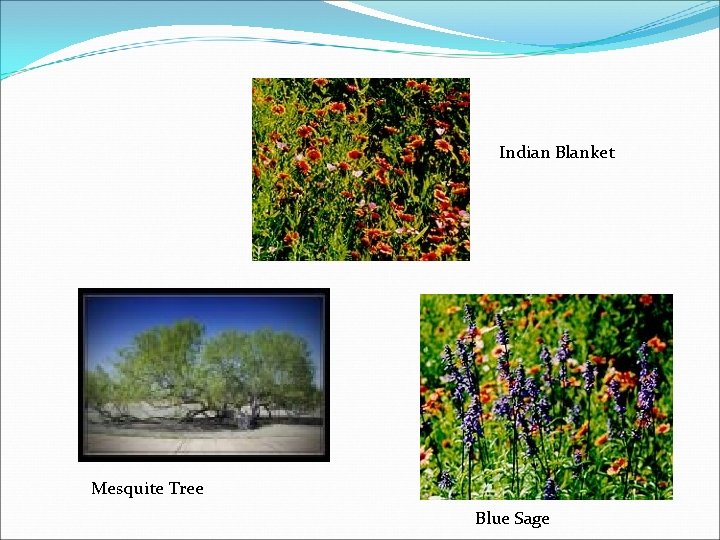 Indian Blanket Mesquite Tree Blue Sage 