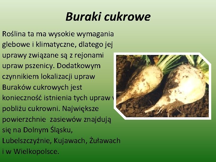 Buraki cukrowe Roślina ta ma wysokie wymagania glebowe i klimatyczne, dlatego jej uprawy związane