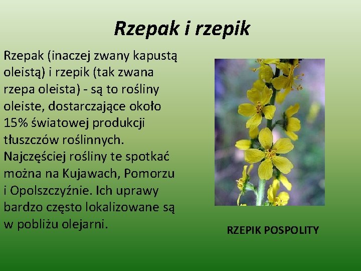 Rzepak i rzepik Rzepak (inaczej zwany kapustą oleistą) i rzepik (tak zwana rzepa oleista)