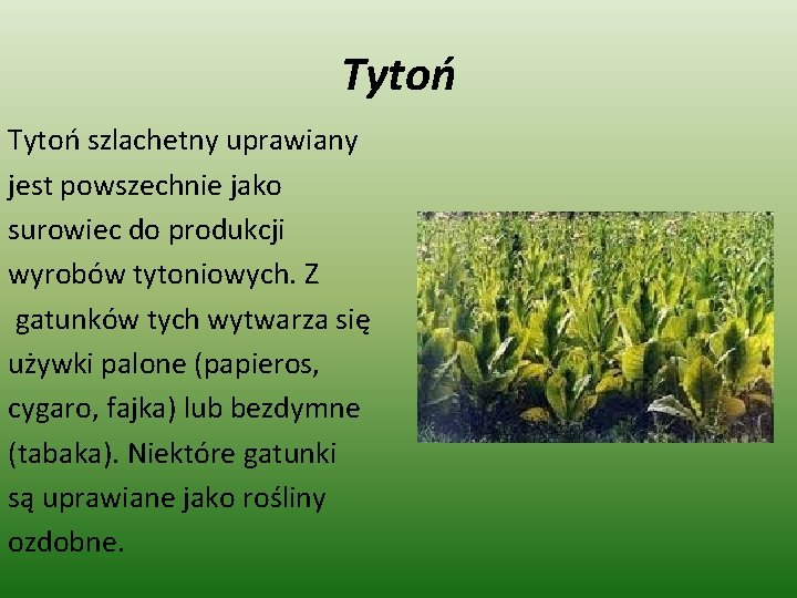 Tytoń szlachetny uprawiany jest powszechnie jako surowiec do produkcji wyrobów tytoniowych. Z gatunków tych