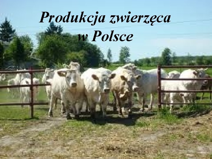 Produkcja zwierzęca w Polsce 