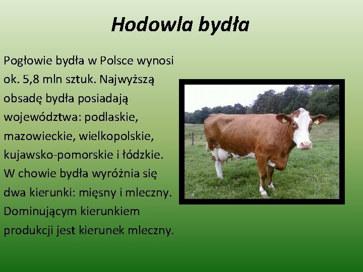 Hodowla bydła Pogłowie bydła w Polsce wynosi ok. 5, 8 mln sztuk. Najwyższą obsadę