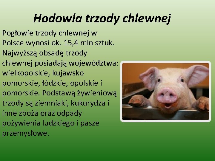 Hodowla trzody chlewnej Pogłowie trzody chlewnej w Polsce wynosi ok. 15, 4 mln sztuk.