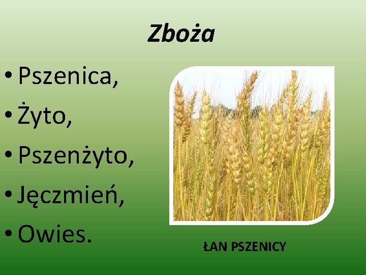 Zboża • Pszenica, • Żyto, • Pszenżyto, • Jęczmień, • Owies. ŁAN PSZENICY 