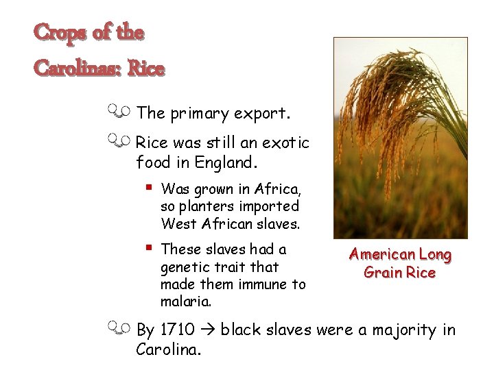 Crops of the Carolinas: Rice The primary export. Rice was still an exotic food