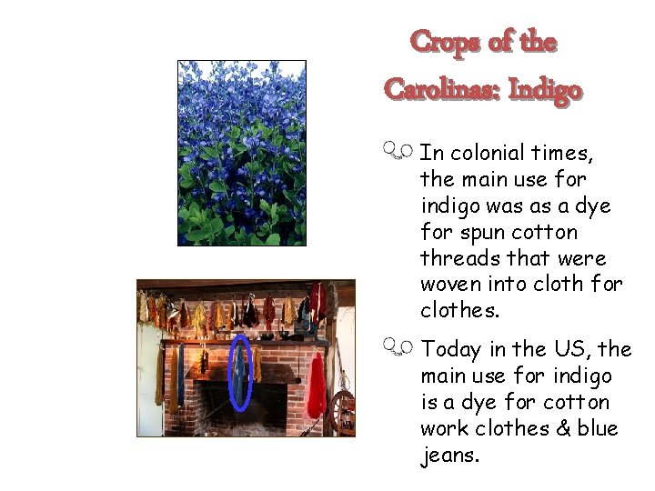 Crops of the Carolinas: Indigo In colonial times, the main use for indigo was