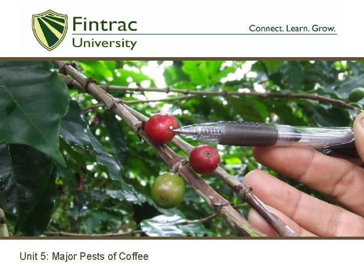 Unit 5: Major Pests of Coffee 