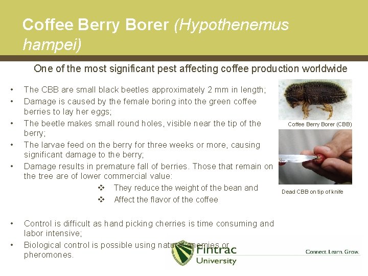 Coffee Berry Borer (Hypothenemus hampei) One of the most significant pest affecting coffee production