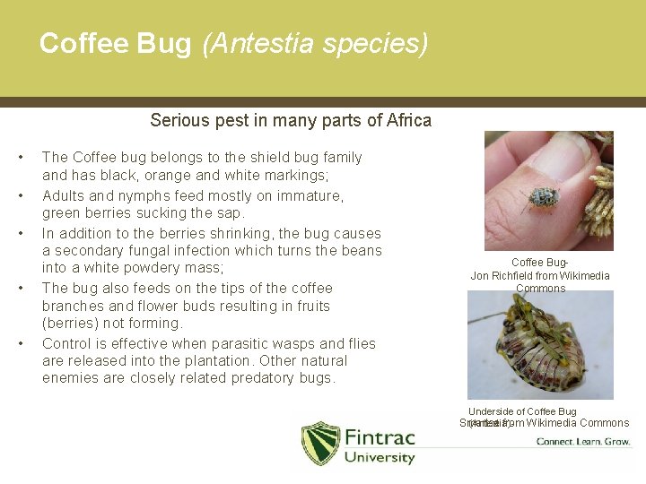 Coffee Bug (Antestia species) Serious pest in many parts of Africa • • •