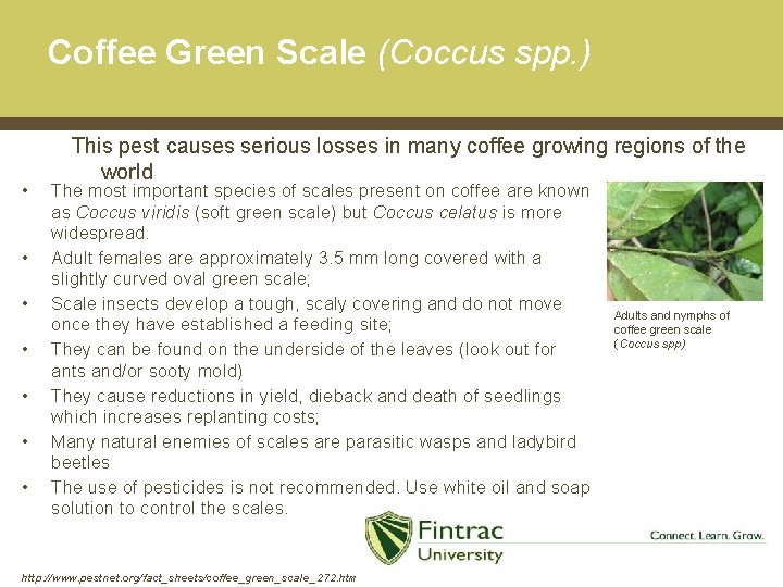 Coffee Green Scale (Coccus spp. ) • • This pest causes serious losses in