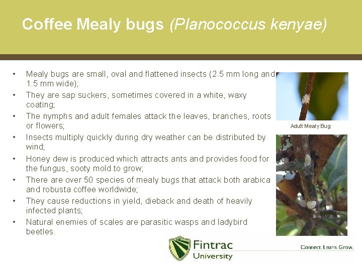 Coffee Mealy bugs (Planococcus kenyae) • • Mealy bugs are small, oval and flattened