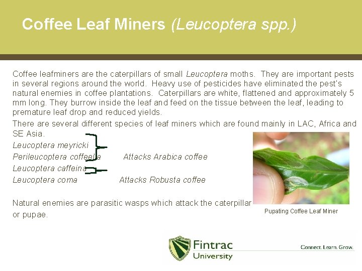 Coffee Leaf Miners (Leucoptera spp. ) Coffee leafminers are the caterpillars of small Leucoptera