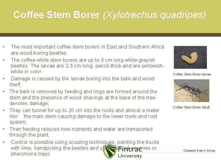 Coffee Stem Borer (Xylotrechus quadripes) • • The most important coffee stem borers in
