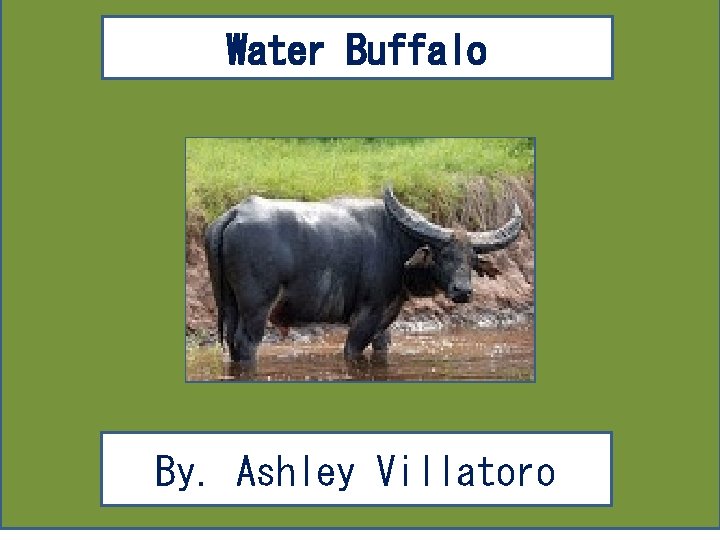 Water Buffalo By. Ashley Villatoro 
