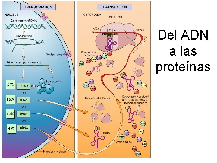 Del ADN a las proteínas 