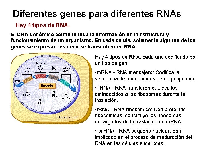 Diferentes genes para diferentes RNAs Hay 4 tipos de RNA. El DNA genómico contiene