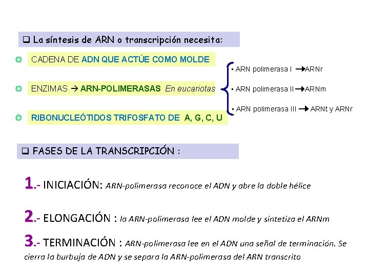 q La síntesis de ARN o transcripción necesita: CADENA DE ADN QUE ACTÚE COMO