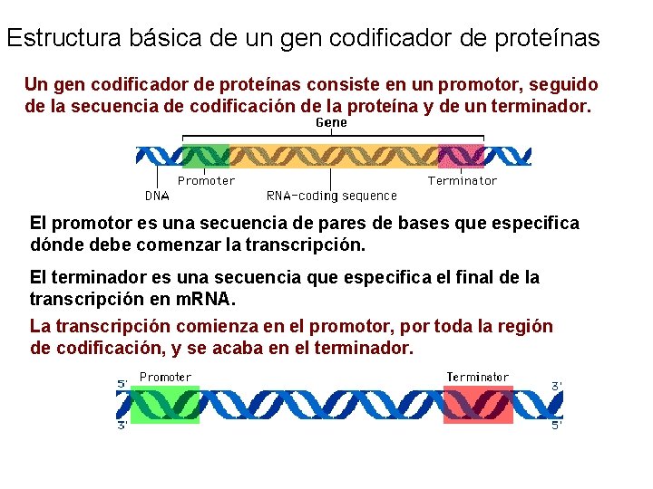 Estructura básica de un gen codificador de proteínas Un gen codificador de proteínas consiste