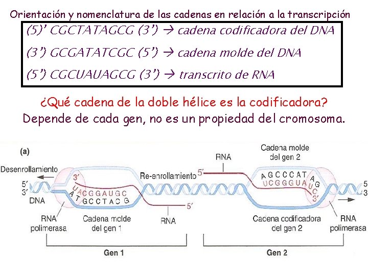 Orientación y nomenclatura de las cadenas en relación a la transcripción (5)’ CGCTATAGCG (3’)