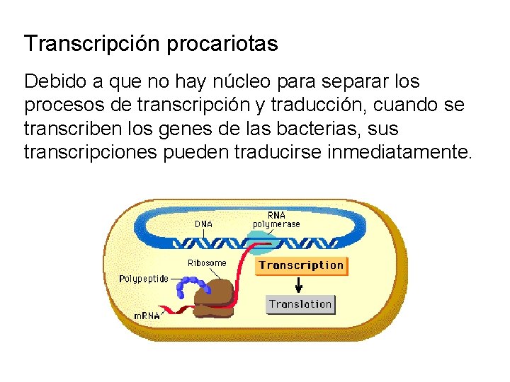 Transcripción procariotas Debido a que no hay núcleo para separar los procesos de transcripción