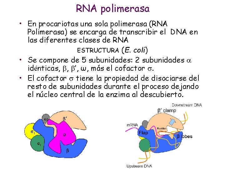 RNA polimerasa • En procariotas una sola polimerasa (RNA Polimerasa) se encarga de transcribir